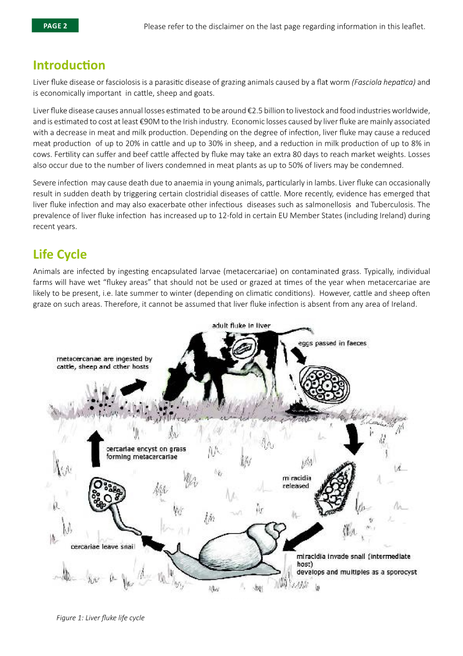 Liver fluke | PPTX, image size:935x1324